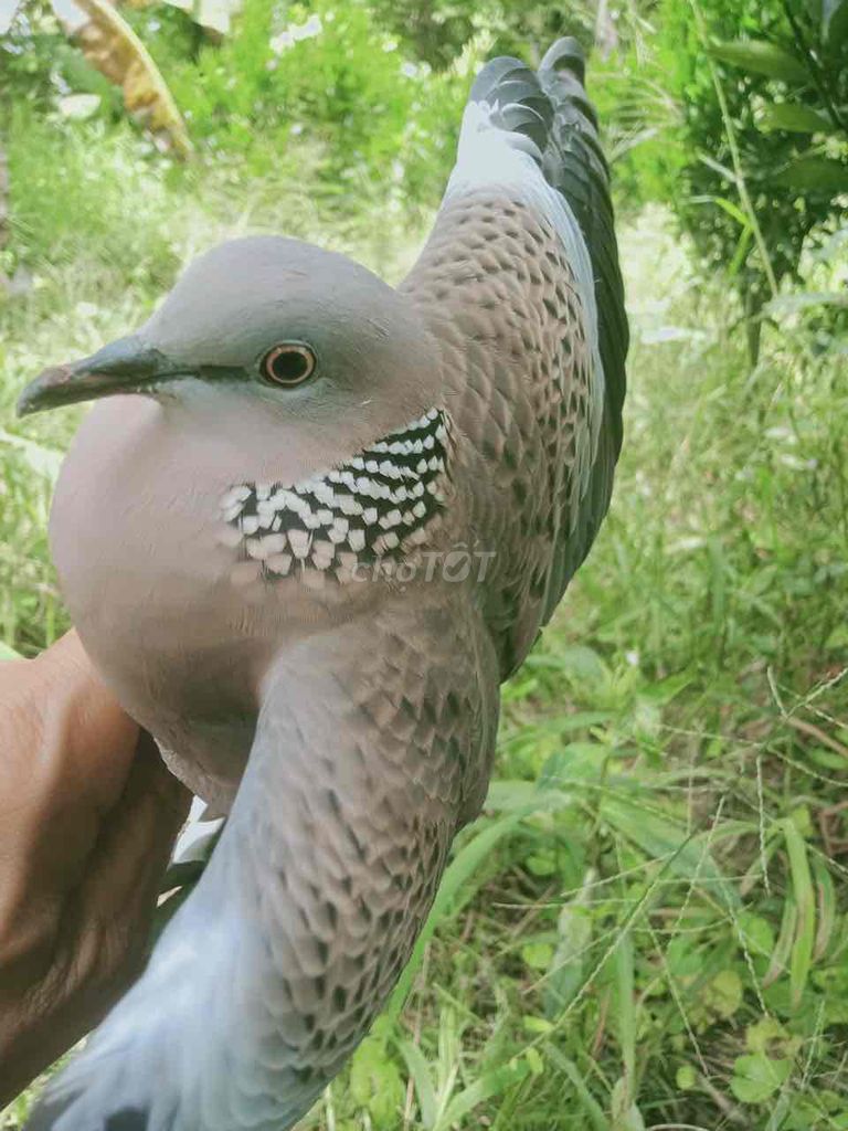 Ae nào có cu gáy thanh lí nghĩ chơi để lại mình. Mua bán Chim tại Huyện Càng Long Trà Vinh được đăng bởi Vũ hình 1