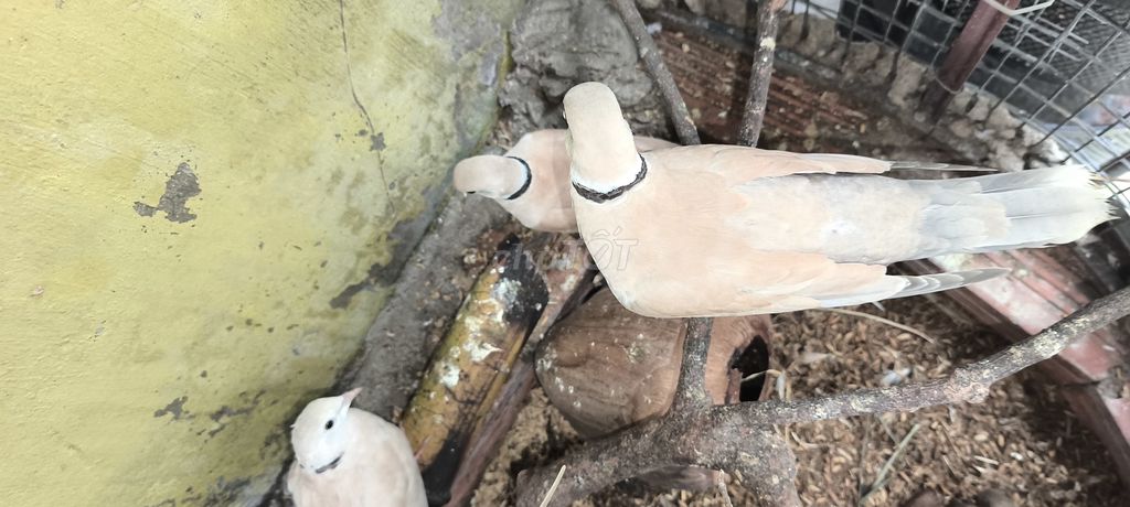 Chim Cu Thái Nâu nhạt Cả trống và mái. Mua bán Chim tại Thành phố Thủ Đức Tp Hồ Chí Minh được đăng bởi Nguyễn Văn Duy hình 1