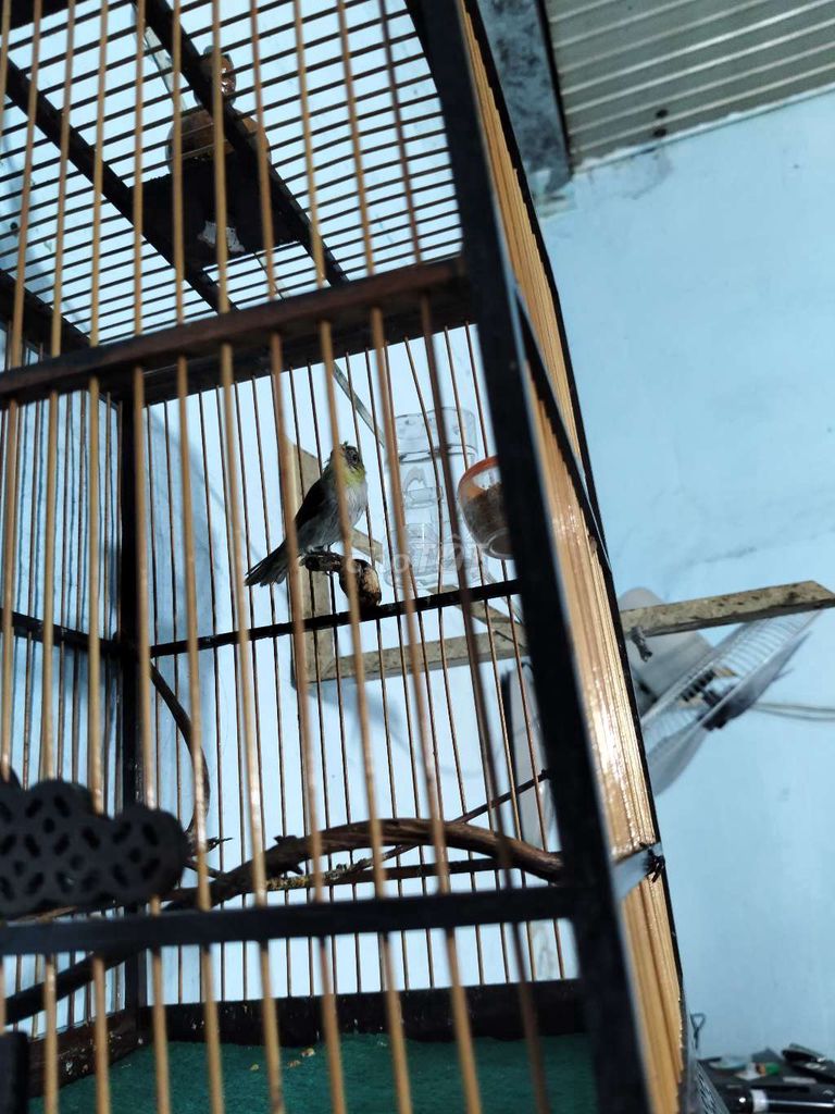 Chim cảnh Xám vàng. Mua bán Chim tại Quận Bình Tân Tp Hồ Chí Minh được đăng bởi Tửu Trần hình 1