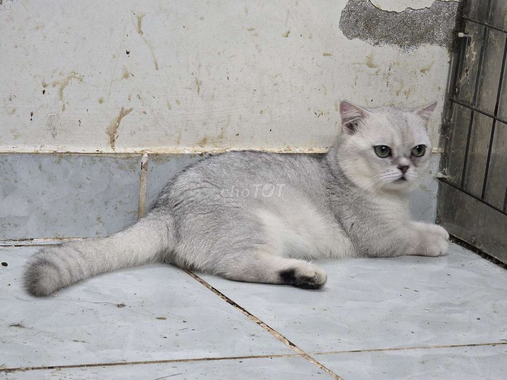 Mèo silver lùn đực