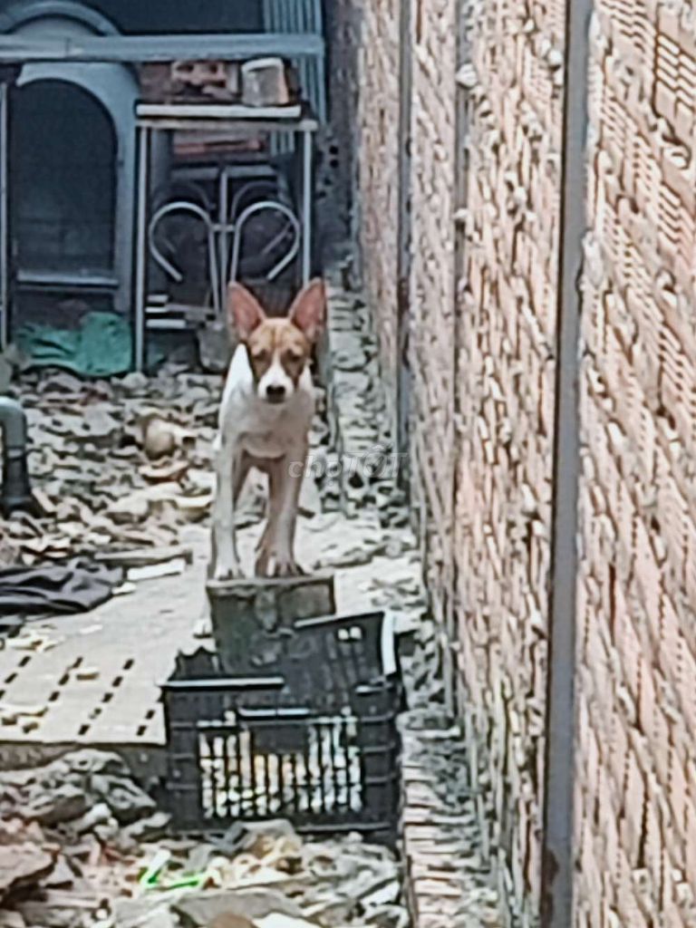 Bán 1 con đực tặng 1 con cái. Mua bán Chó tại Quận 12 Tp Hồ Chí Minh được đăng bởi Tôi bán sản phẩm Thật  hình 1