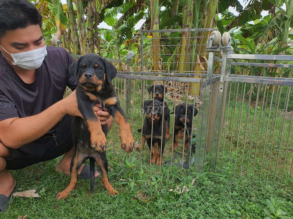 Sg 500k 1kg Chó rottweiler cái 2 tháng tuổi