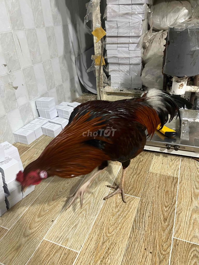 Gà tre trống 7 tháng. Mua bán Gà tại Thành phố Thủ Đức Tp Hồ Chí Minh được đăng bởi thế quốc  hình 1