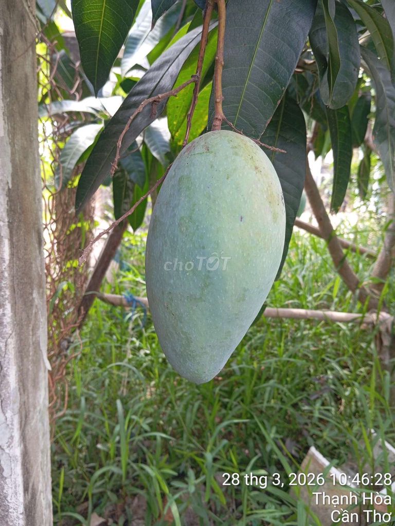 Xoài Xanh Cần Thơ. Mua bán Đồ ăn, thực phẩm và các loại khác tại Huyện Phụng Hiệp Hậu Giang được đăng bởi Nam  hình 1