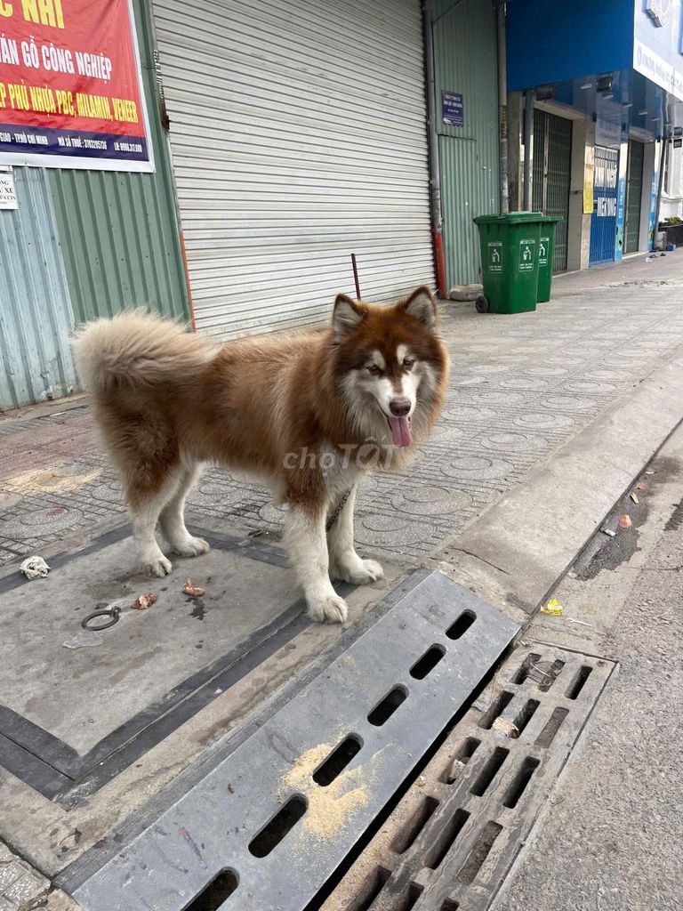 Chó Alaska đực 2 tuổi. Mua bán Chó tại Thành phố Thuận An Bình Dương được đăng bởi Tài Lộc Ván Ép hình 1