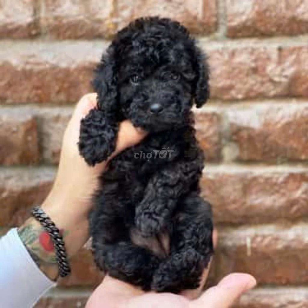 Chó poodle đen nhà sinh sản thuần chủng