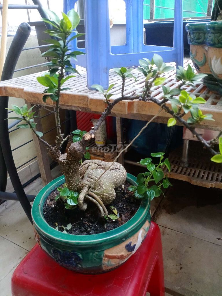 Cây cảnh Bonsai chậu sứ. Mua bán Cây cảnh, đồ trang trí tại Quận Gò Vấp Tp Hồ Chí Minh được đăng bởi Lien Le hình 1