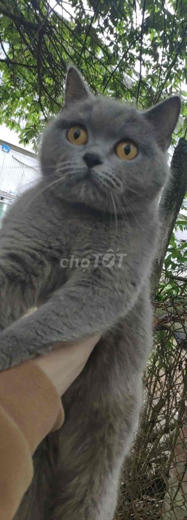 Mèo nhà Xám đã tiêm 3 mũi. Mua bán Mèo tại Quận Hà Đông Hà Nội được đăng bởi My Nhi hình 1