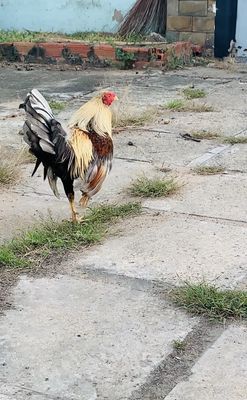 Xám chuối mỹ cuban 1kg4,50. Mua bán Gà tại Thành phố Thủ Đức Tp Hồ Chí Minh được đăng bởi Mập