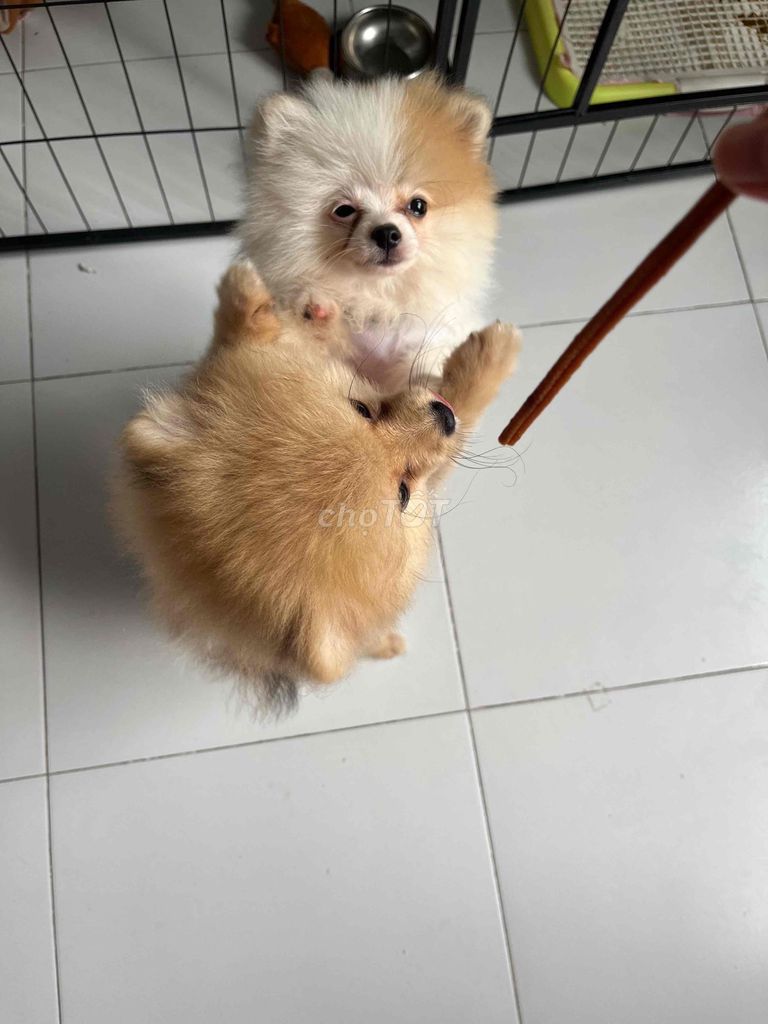 Chó Phốc Sóc Đực Cái Nâu Trắng 3 tháng. Mua bán Chó tại Huyện Bình Chánh Tp Hồ Chí Minh được đăng bởi Hồ Thị Ánh Xuân hình 1