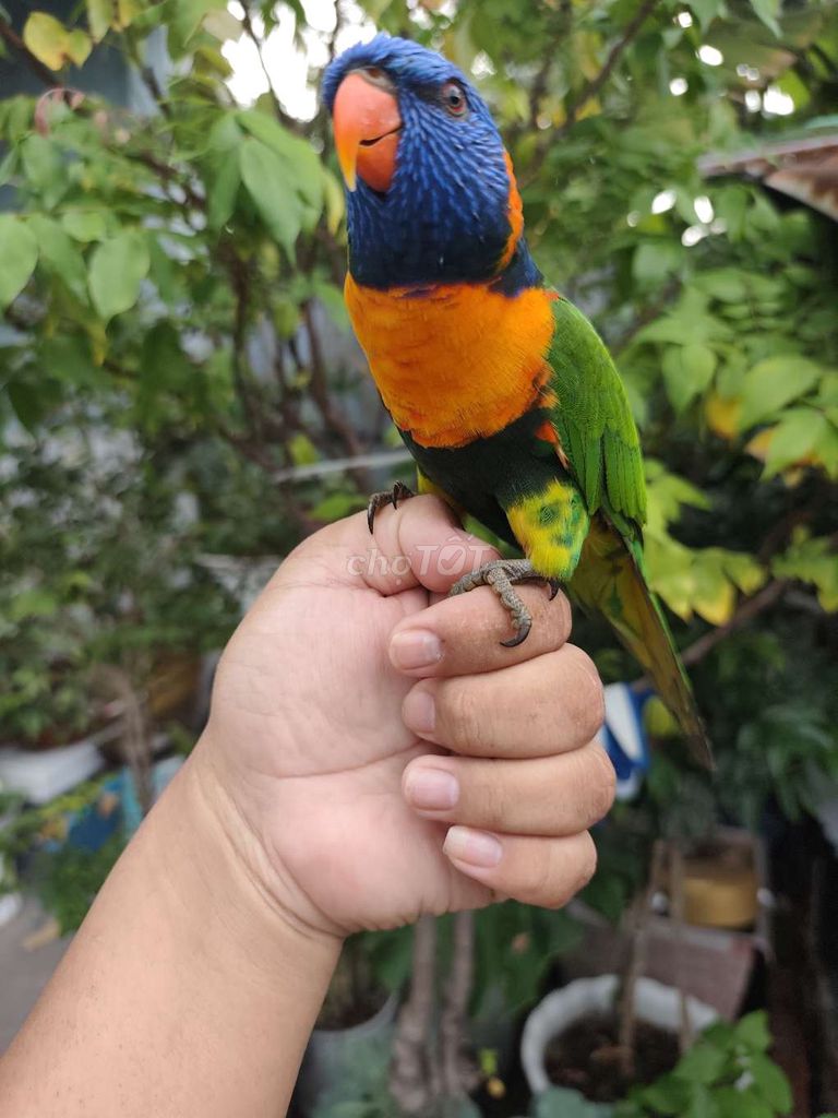 Vẹt Lory 8 tháng Đa sắc dạn người nói được. Mua bán Chim tại Huyện Hóc Môn Tp Hồ Chí Minh được đăng bởi Thanh Nguyên hình 1