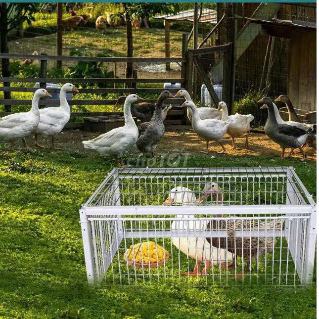 Lồng bẫy Kim loại 40x30x26CM. Mua bán Phụ kiện, Thức ăn, Dịch vụ tại Quận Bình Tân Tp Hồ Chí Minh được đăng bởi Nguyên Huy Nguyễn hình 1