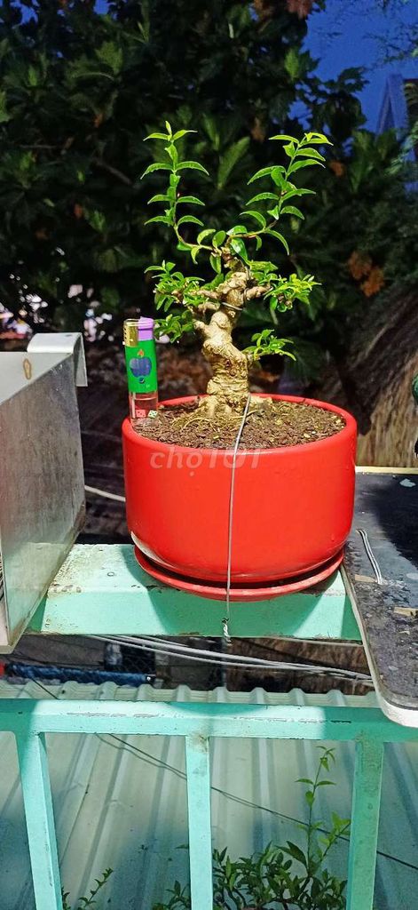 Cây cảnh Mai chiếu thủy mini 10cm. Mua bán Cây cảnh, đồ trang trí tại Thành phố Thủ Đức Tp Hồ Chí Minh được đăng bởi chú tám hình 1