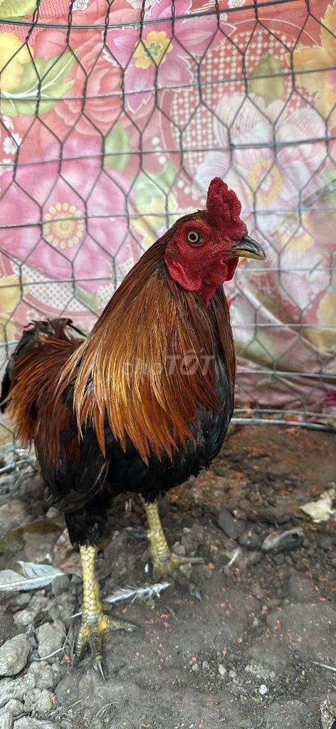 Gà 2ky7. Mua bán Gà tại Huyện Giồng Trôm Bến Tre được đăng bởi Hận  hình 1