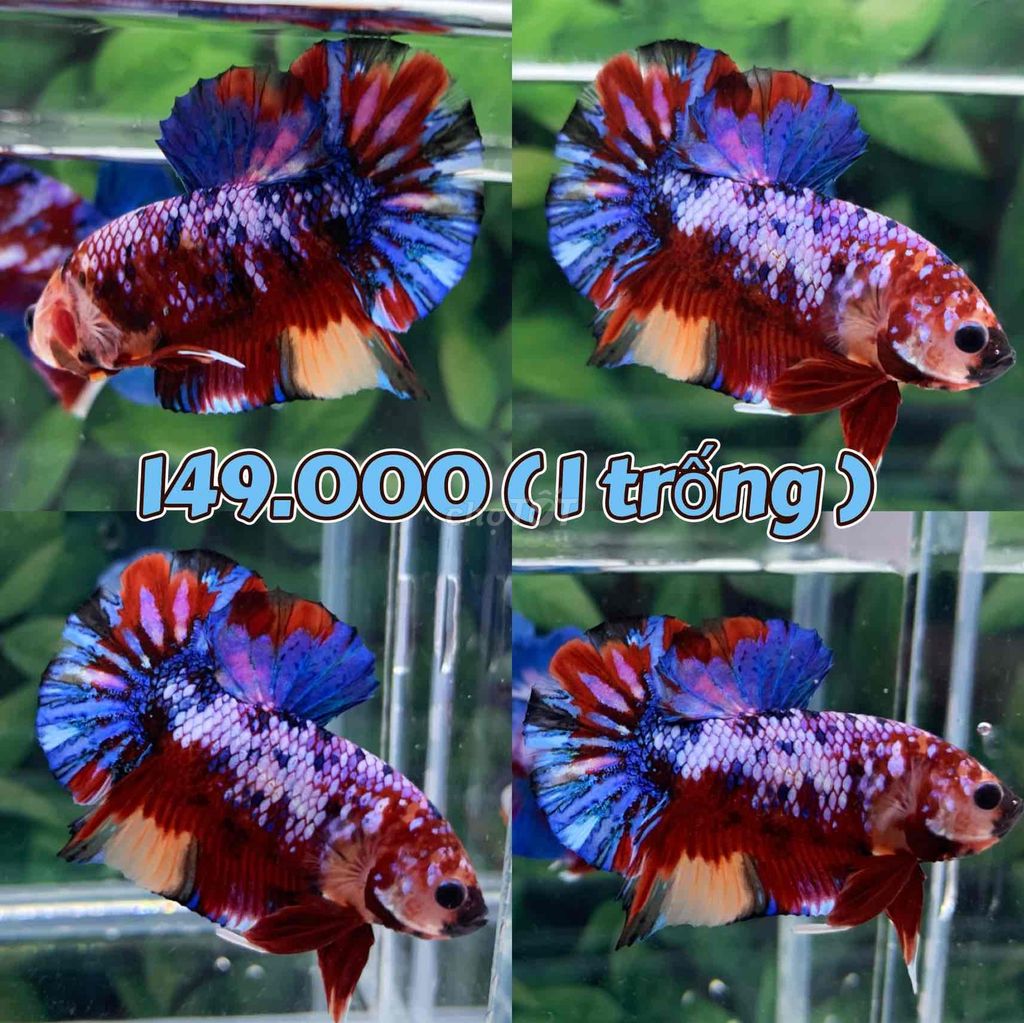 cá Betta Koi Nemo Galaxy hàng đẹp