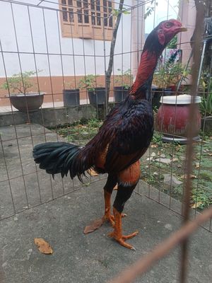 Gà đòn. Mua bán Gà tại Thành phố Đồng Xoài Bình Phước được đăng bởi Hà đức bách