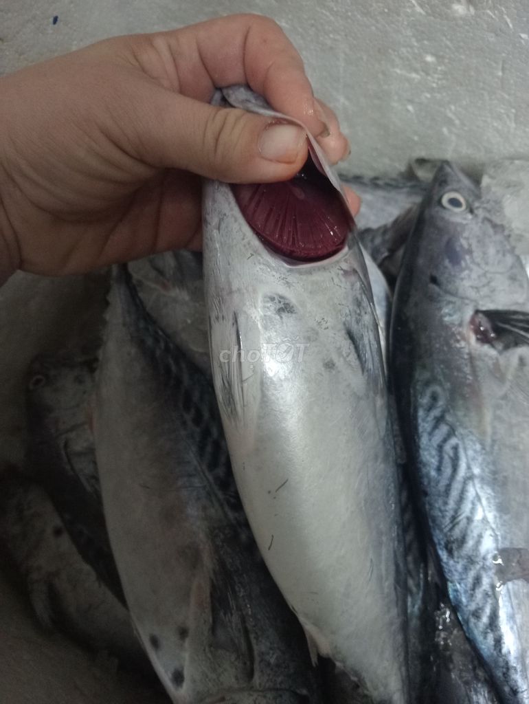 120k sét 3kg cá ngừ tươi ak