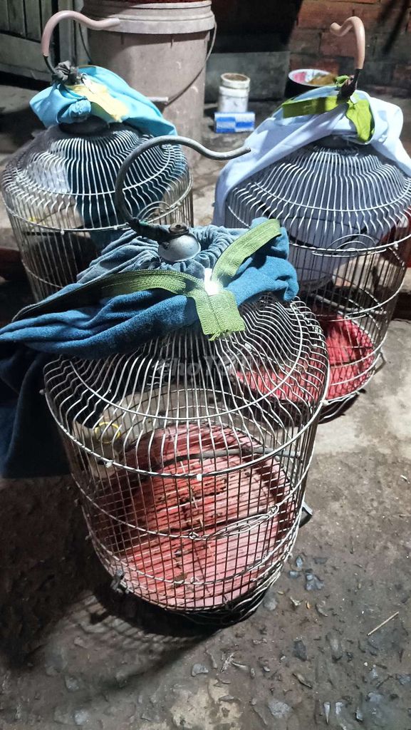 Lồng chim hút mật . Mua bán Phụ kiện, Thức ăn, Dịch vụ tại Thành phố Bến Tre Bến Tre được đăng bởi Ngon bổ rẻ  hình 1
