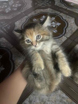 Mèo anh lông dài hơn 2 tháng