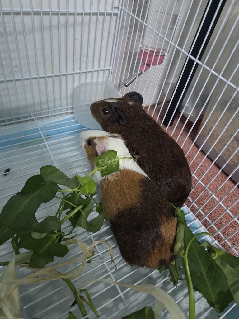 Bọ ú màu Nâu Trắng. Mua bán Thú cưng khác tại Quận 12 Tp Hồ Chí Minh được đăng bởi Hiền hình 1