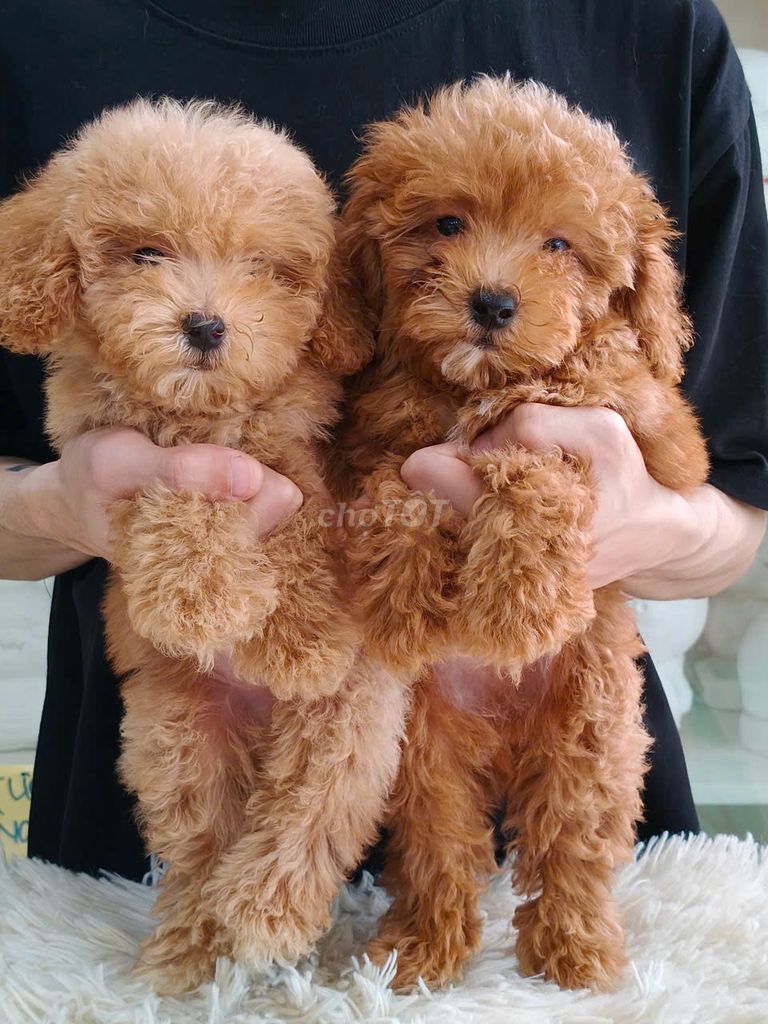 chó poodle 2 tháng thuần chủng. Mua bán Chó tại Quận Gò Vấp Tp Hồ Chí Minh được đăng bởi NGUYỄN DUY hình 4