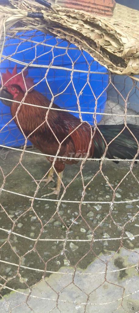 Gà trống trưởng thành. Mua bán Gà tại Huyện Tân Phú Đông Tiền Giang được đăng bởi Tandat Nguyen hình 1