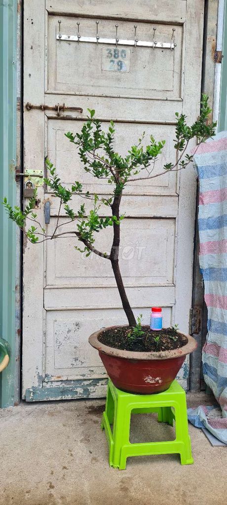 Hải châu tầm trung cao 1m chậu 40cm. Mua bán Cây cảnh, đồ trang trí tại Huyện Nhà Bè Tp Hồ Chí Minh được đăng bởi a Điền hình 1