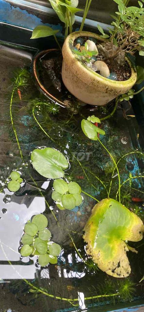 Cá cảnh Đa dạng Nuôi ngoài trời. Mua bán Thú cưng khác tại Thành phố Thuận An Bình Dương được đăng bởi Mai Văn Chánh hình 1