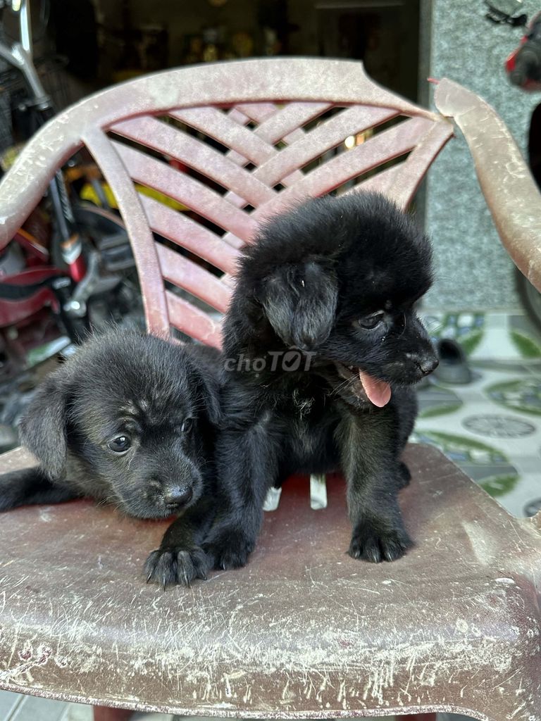 Chó Poodle lai cỏ Đen. Mua bán Chó tại Thành phố Mỹ Tho Tiền Giang được đăng bởi Minh Oti hình 1