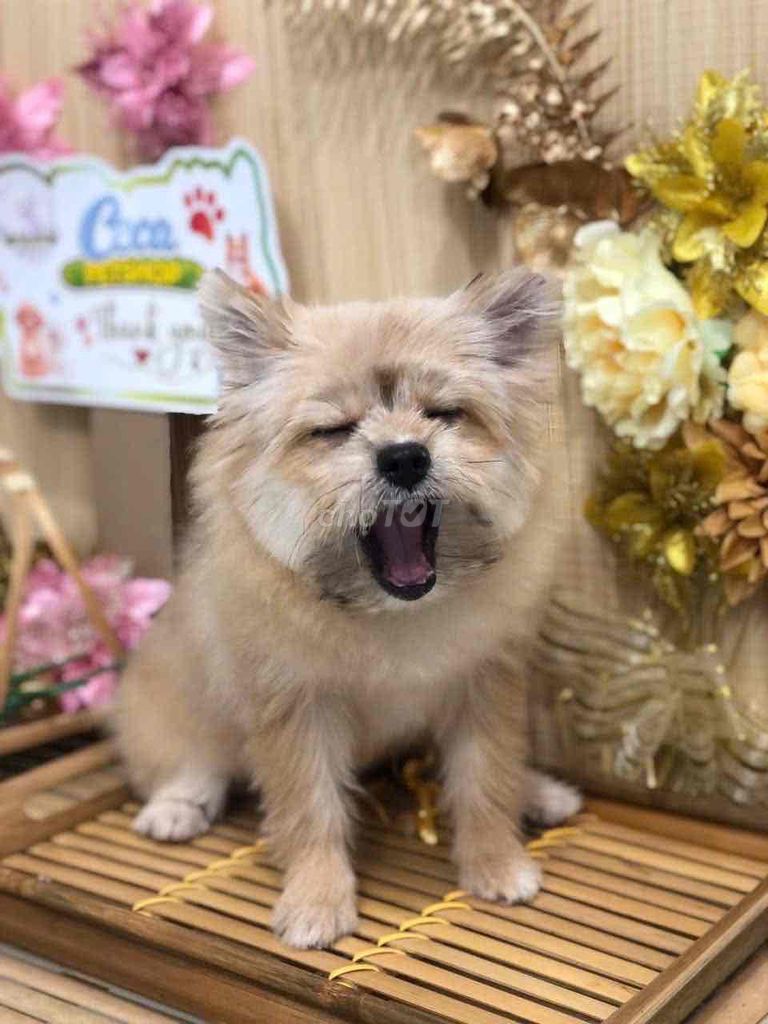 Chó Cái Nâu vàng 2kg. Mua bán Chó tại Huyện Cái Bè Tiền Giang được đăng bởi xù hình 1