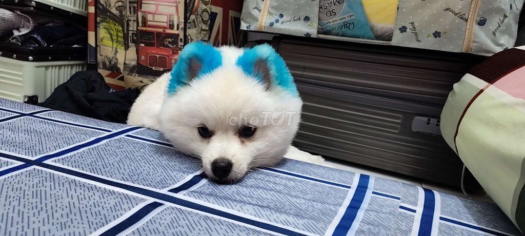 Cần bán lại em nay. Mua bán Chó tại Quận 1 Tp Hồ Chí Minh được đăng bởi Nam Trần hình 2