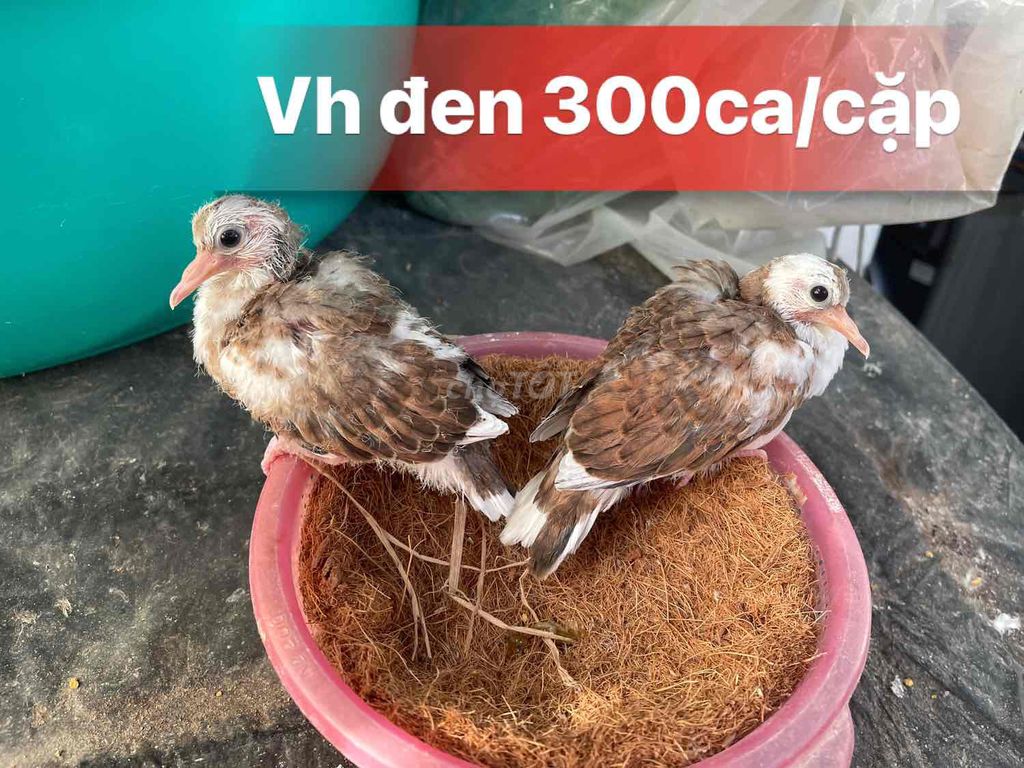 Chim cu Thái non. Mua bán Chim tại Quận 10 Tp Hồ Chí Minh được đăng bởi Cu Gáy Thái  hình 1