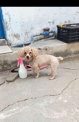 Poodle Tiny Teacup Kem