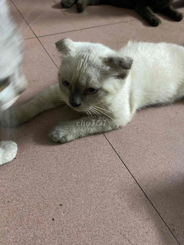 em tìm chủ mới cho các bé ạ em ở hoàng mai hà nội