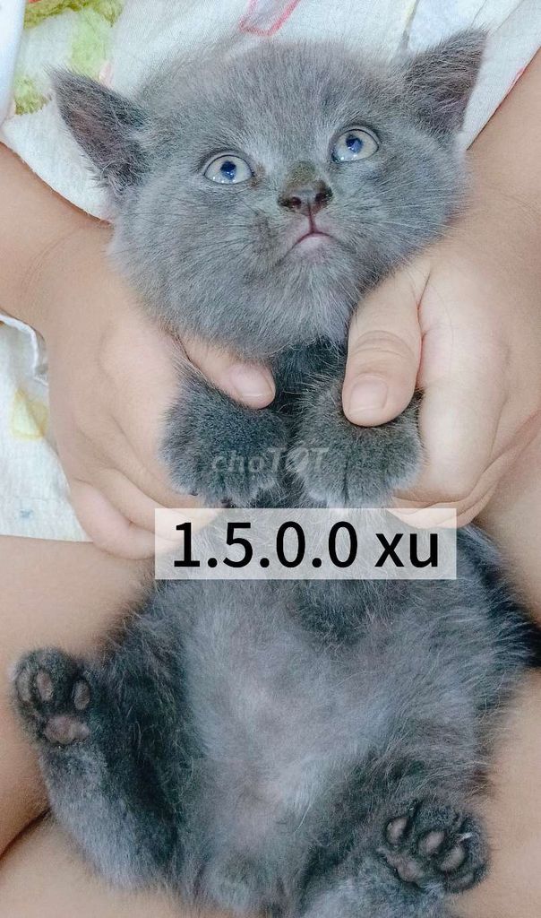 Mèo Anh lông ngắn. Mua bán Mèo tại Huyện Hóc Môn Tp Hồ Chí Minh được đăng bởi Khả Uyên hình 1