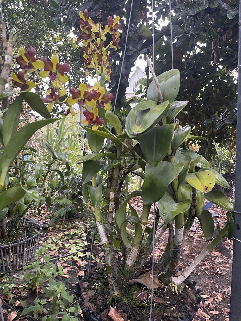 Hoa lan Đa màu. Mua bán Cây cảnh, đồ trang trí tại Thị xã Bến Cát Bình Dương được đăng bởi Nguyễn hình 1