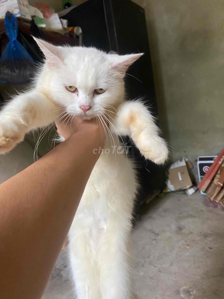Mèo Anh lông dài Cái Trắng đã tiêm phòng. Mua bán Mèo tại Huyện Cẩm Khê Phú Thọ được đăng bởi Trịnh Nam hình 1