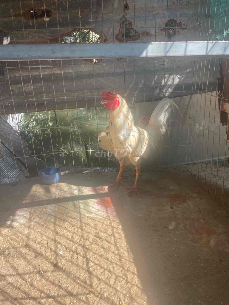 cần tim tre cúp thua trên 1.3kg về đỗ mái ạ. Mua bán Gà tại Huyện Phong Điền Cần Thơ được đăng bởi thầy thuốc cần thơ  hình 1