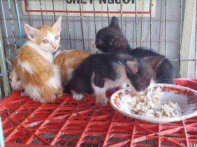 tìm chủ mới cho 2 em mèo ta
