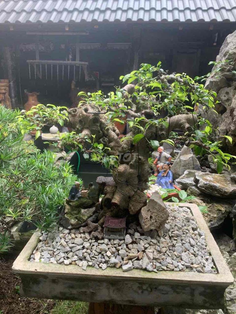 Cây cảnh Sanh Bonsai Cũ. Mua bán Cây cảnh, đồ trang trí tại Quận Kiến An Hải Phòng được đăng bởi duong hình 1