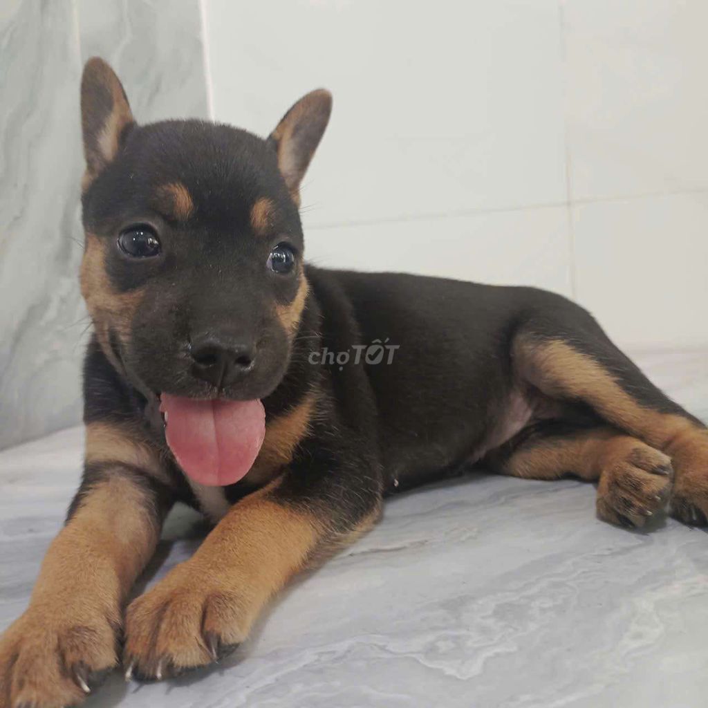 Becgie F khôn lanh tai vểnh biết sủa to coi nhà. Mua bán Chó tại Quận 6 Tp Hồ Chí Minh được đăng bởi Tăng Chí Lương  hình 1