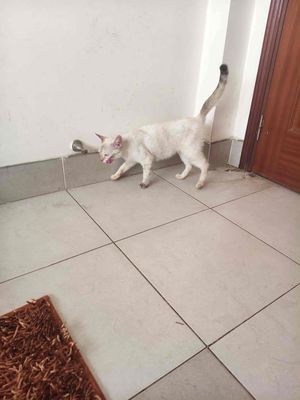 mèo anh lông dài. Mua bán Mèo tại Quận 8 Tp Hồ Chí Minh được đăng bởi vũ hà