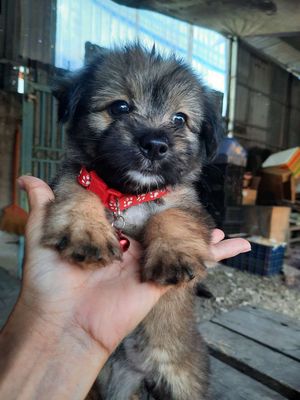 Phốc sóc mini màu xám chân lùn tịt giống mini. Mua bán Chó tại Huyện Bình Chánh Tp Hồ Chí Minh được đăng bởi MI SA