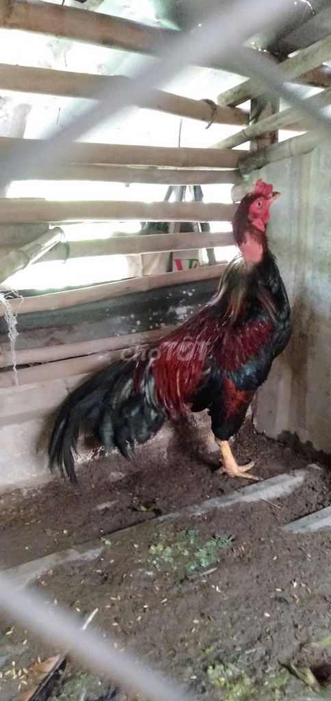 Gà trống 2.7kg Đen, đỏ. Mua bán Gà tại Huyện Phong Điền Cần Thơ được đăng bởi Ký cần Thơ  hình 1