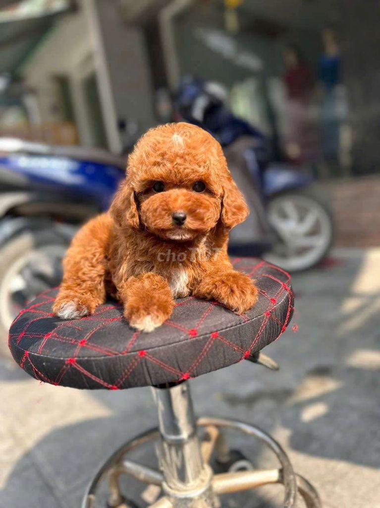 Poodle thuần chủng