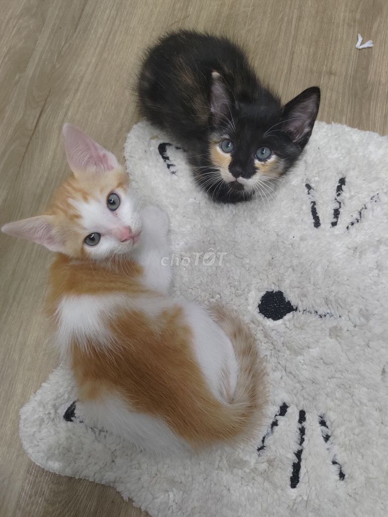 Mèo ta lai Anh Vàng trắng. Mua bán Mèo tại Quận Gò Vấp Tp Hồ Chí Minh được đăng bởi ma bo hình 1