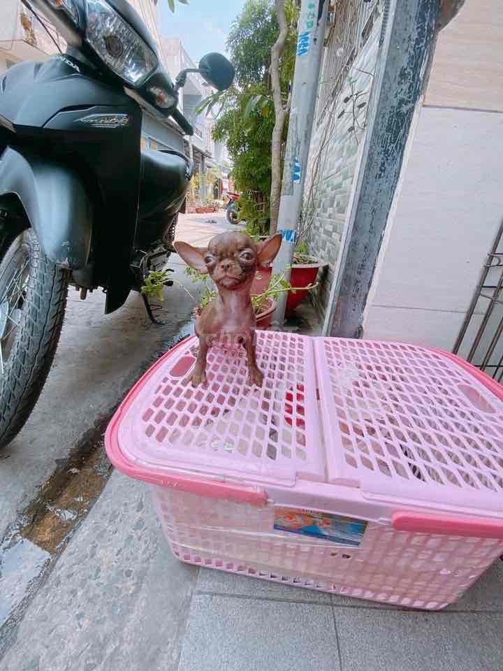 Chó Chihuahua cái 900g. Mua bán Chó tại Quận Tân Phú Tp Hồ Chí Minh được đăng bởi chihuahua tân phú hình 1