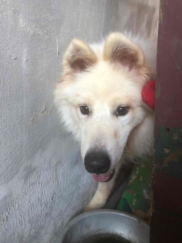 Chó Samoyed đực. Mua bán Chó tại Quận Đống Đa Hà Nội được đăng bởi Kim Anh hình 1