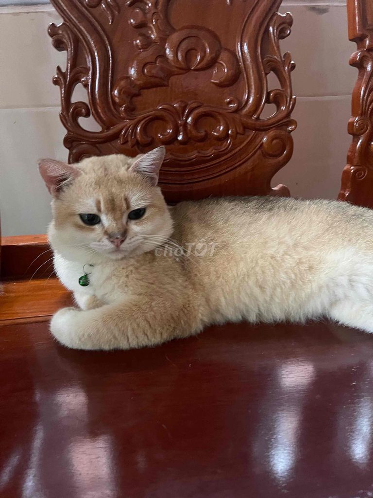 Mèo Golden thuần NY11. Mua bán Mèo tại Huyện Đồng Phú Bình Phước được đăng bởi Thu Hường hình 1