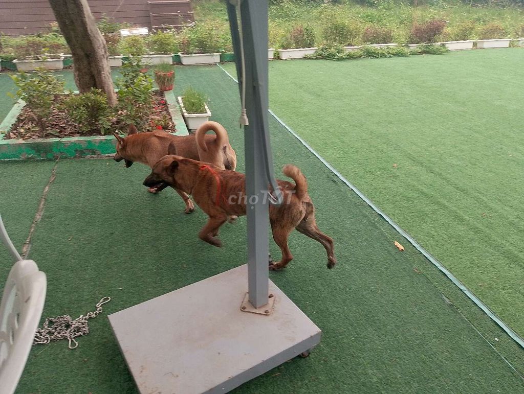 Chó Phú Quốc cái đã huấn luyện. Mua bán Chó tại Quận Tây Hồ Hà Nội được đăng bởi HOANG ANH hình 1